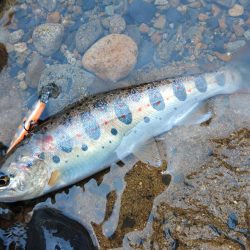 渓流でアマゴ狙い ～長良川水系～